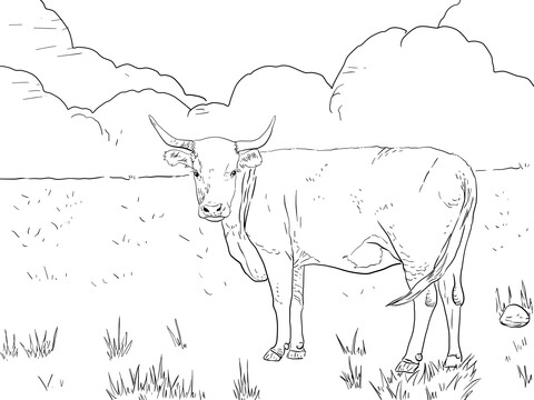 Horned Hereford Cow Coloring Page